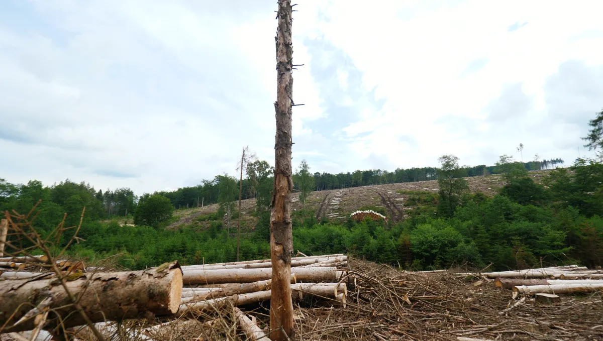 Aktion Baum gGmbH - Wiederaufforstung Deutschland: Bäume pflanzen für den Harz